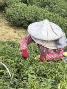 仁愛鄉高峰,冬茶批發,高峰冬茶