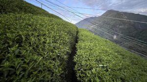 福壽山茶園冬茶,梨山茶,福壽山86 k茶園