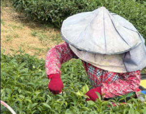 仁愛鄉高峰,冬茶批發,高峰冬茶