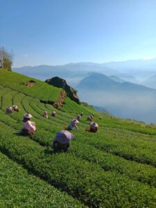 阿里山冬茶，阿里山茶葉批發