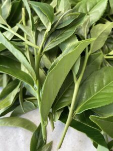 阿里山冬茶，阿里山茶葉批發