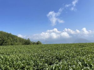 阿里山冬茶，阿里山茶葉批發