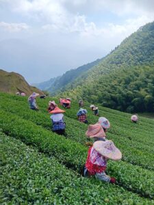 阿里山冬茶，阿里山茶葉批發