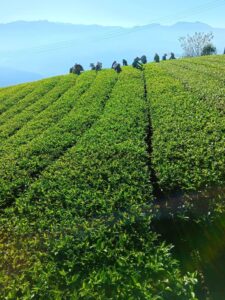 阿里山冬茶，阿里山茶葉批發