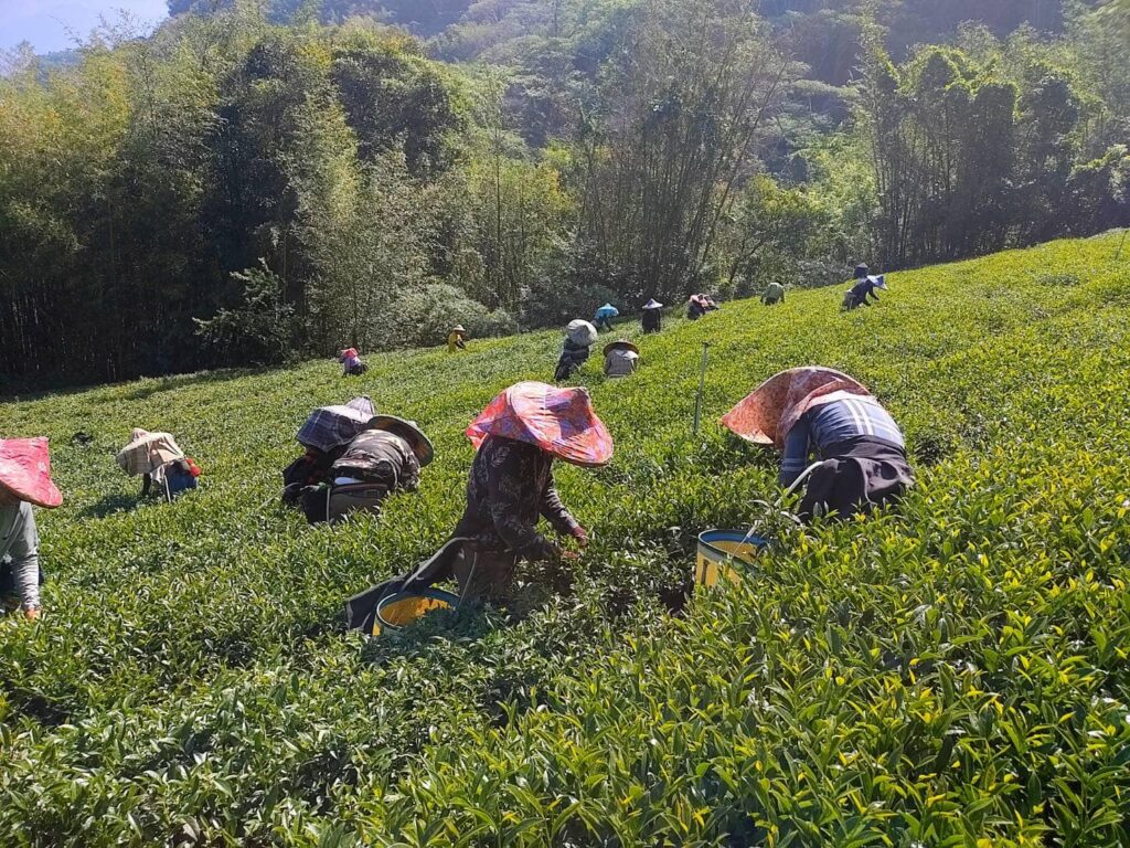 杉林溪茶葉批發,大崙山茶葉批發