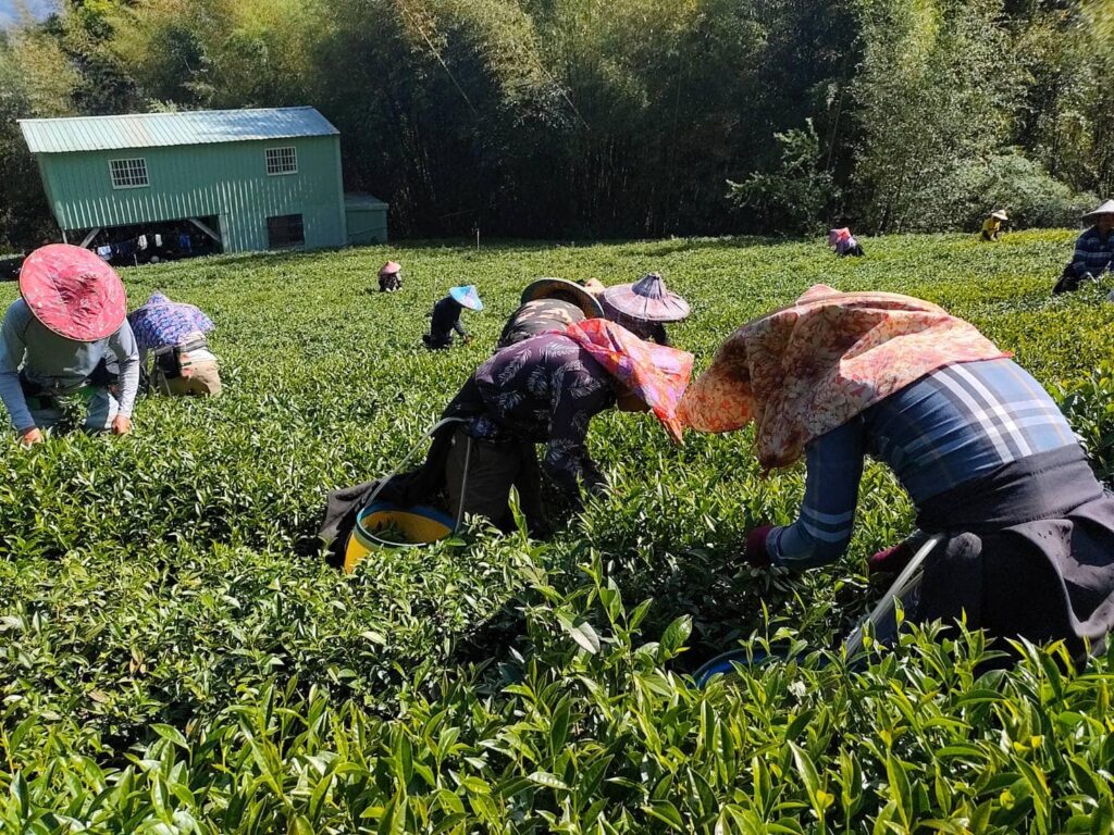 杉林溪茶葉批發,大崙山茶葉批發