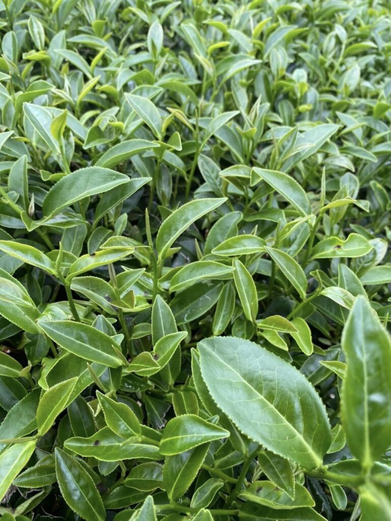 杉林溪茶葉批發,大崙山茶葉批發