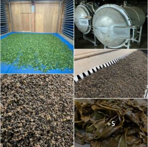 GABA烏龍茶,佳葉龍茶,GABA茶