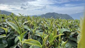 阿里山,阿里山青心烏龍, 阿里山金萱