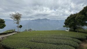 阿里山,阿里山青心烏龍, 阿里山金萱
