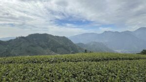 阿里山,阿里山青心烏龍, 阿里山金萱