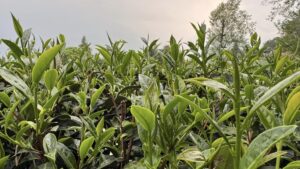 樂菁茶業自家高峰茶園,春茶前生長現況