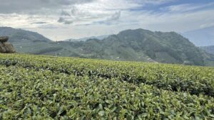 阿里山,阿里山青心烏龍, 阿里山金萱
