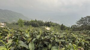 樂菁茶業自家高峰茶園,春茶前生長現況