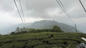 樂菁茶業自家高峰茶園,春茶前生長現況