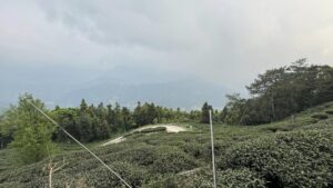 樂菁茶業自家高峰茶園,春茶前生長現況