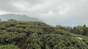 樂菁茶業自家高峰茶園,春茶前生長現況