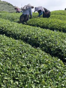 阿里山茶批發,大尖山金萱,金萱批發