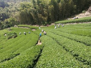 阿里山茶批發,大尖山金萱,金萱批發