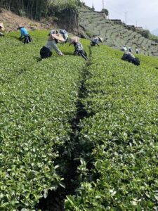 阿里山茶批發,大尖山金萱,金萱批發