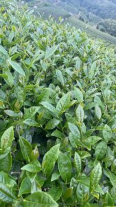 阿里山茶批發,梅山茶批發,金萱茶批發