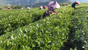 阿里山茶批發,梅山茶批發,金萱茶批發