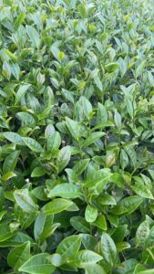 阿里山茶批發,梅山茶批發,金萱茶批發