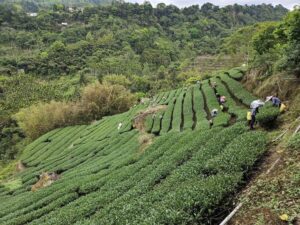 阿里山茶批發,瑞峰金萱批發,金萱批發