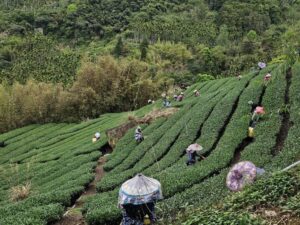 阿里山茶批發,瑞峰金萱批發,金萱批發