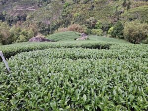 阿里山茶批發,瑞峰金萱批發,金萱批發