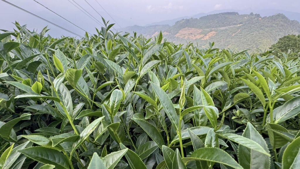 樂菁茶業自家茶園,清境高峰茶園