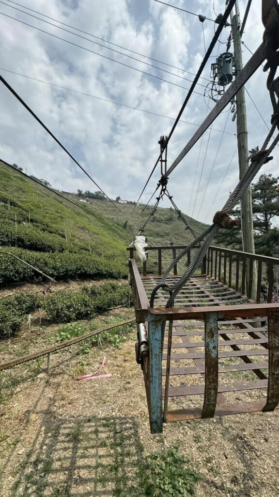 梨山,碧綠溪 春茶