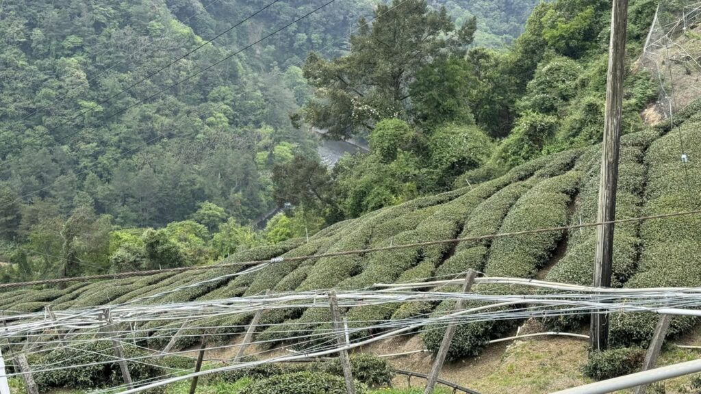 梨山,碧綠溪 春茶