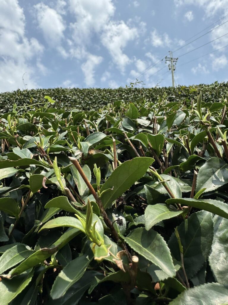 梨山,碧綠溪 春茶