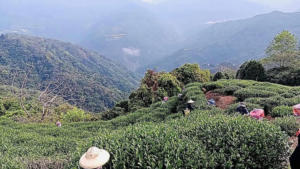 樂菁茶業 仁愛鄉自有茶園 2024春茶