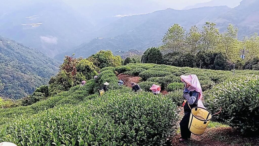 樂菁茶業 仁愛鄉自有茶園 2024春茶