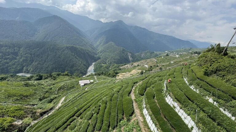 梨山松茂部落茶園 春茶採收中