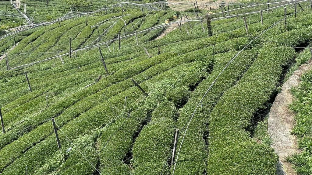 梨山松茂部落茶園 春茶採收中