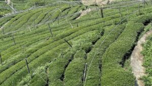 梨山松茂部落茶園 春茶採收中