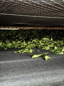 梨山松茂部落茶園 春茶採收中