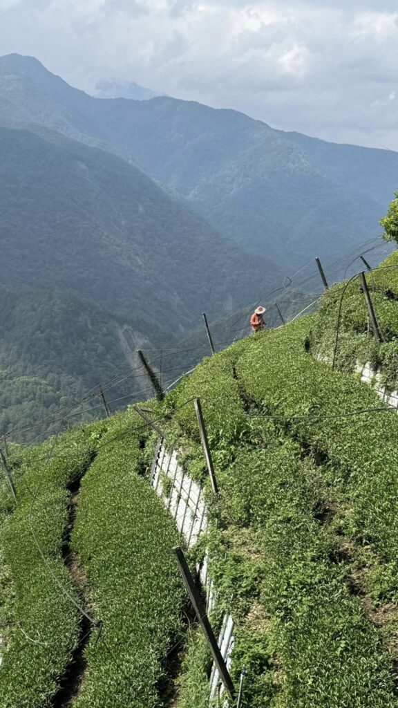 梨山松茂部落茶園 春茶採收中