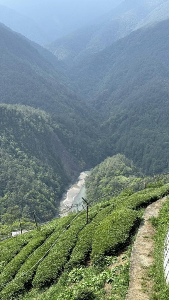 梨山松茂部落茶園 春茶採收中