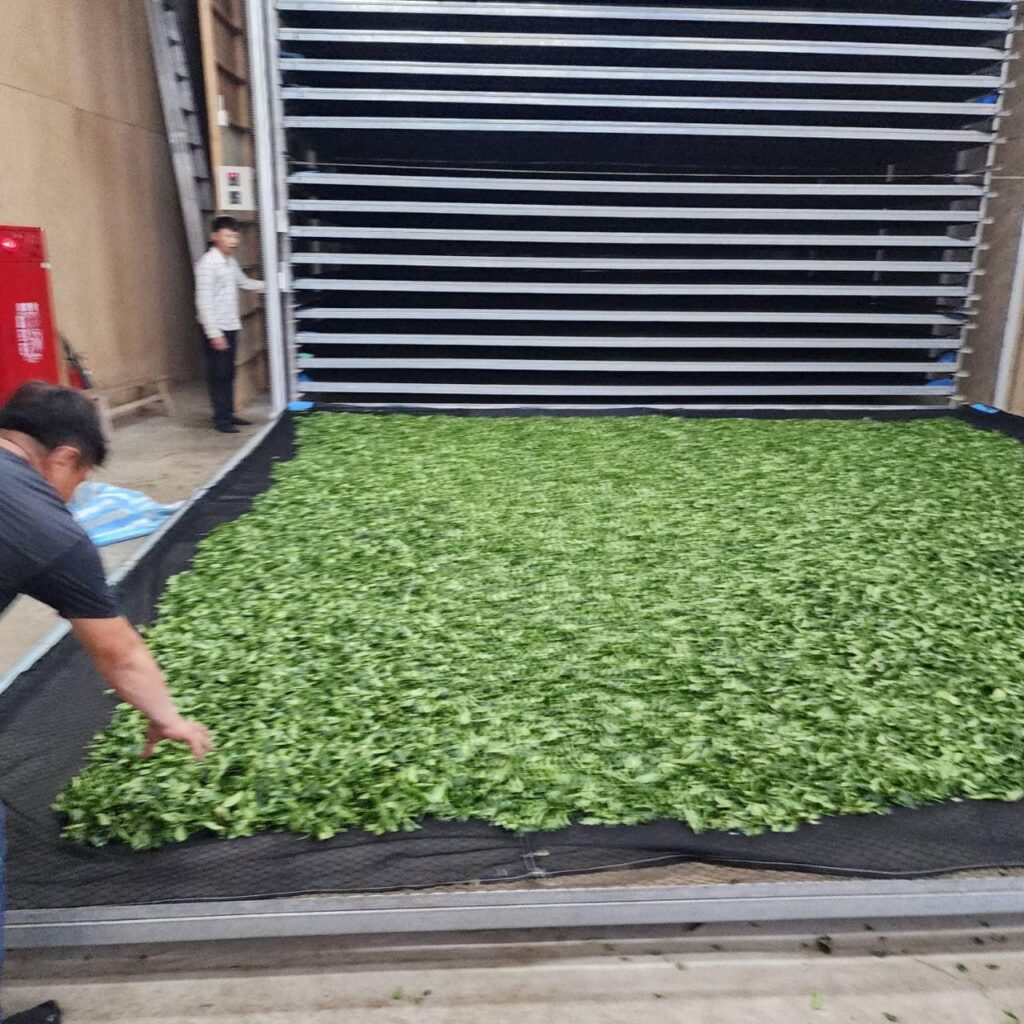 梨山松茂部落茶園 春茶採收中