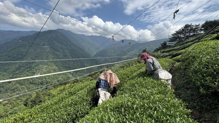 福壽山86k 福壽雙全製茶廠 春茶