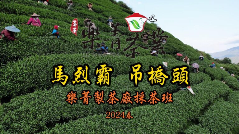 馬烈霸採春茶 茶園空拍