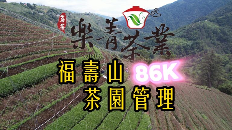 福壽山86k茶園管理