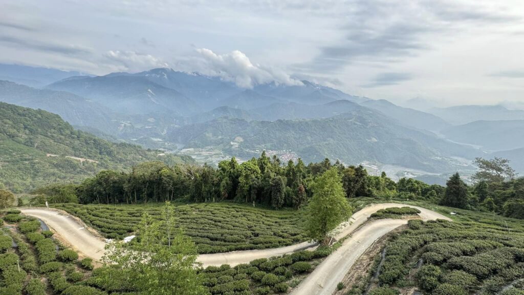 清境高峰關頭山茶園