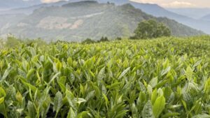 清境高峰關頭山茶園