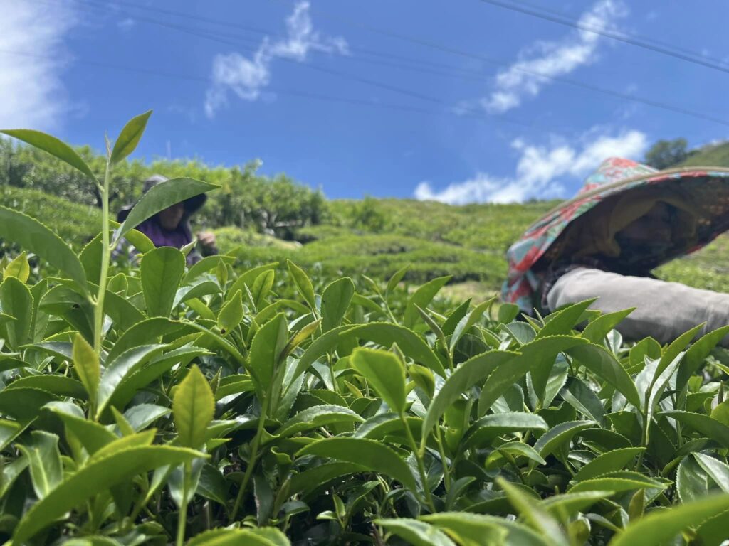 福壽山茶,福壽山85K,福壽山春茶