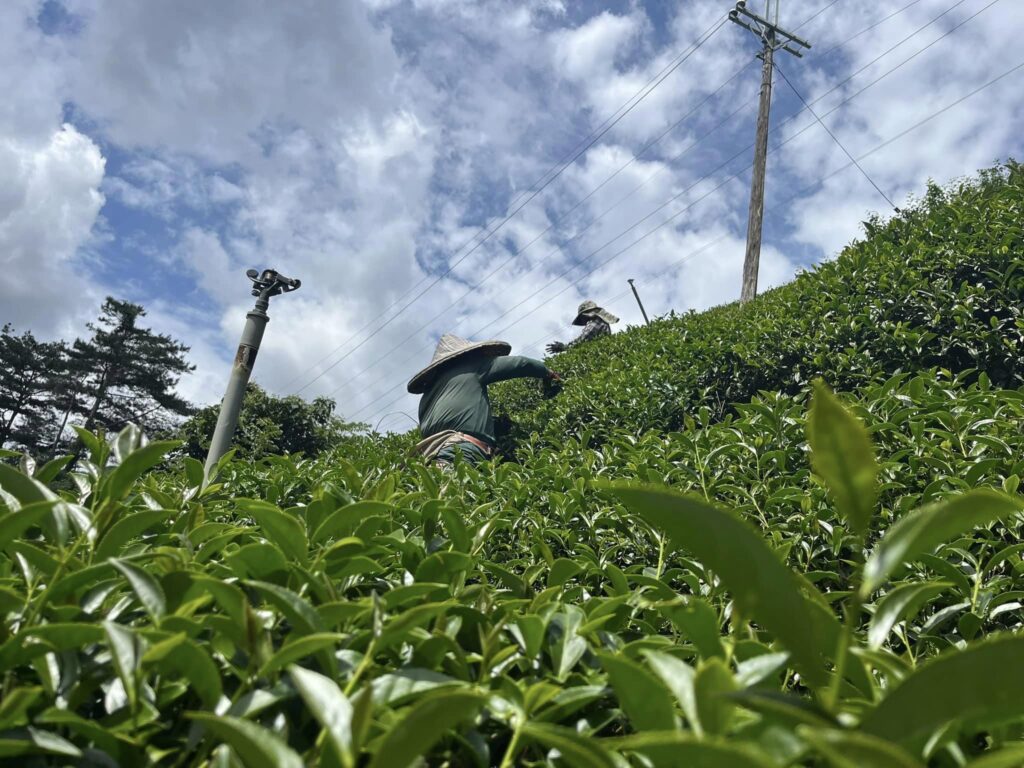 福壽山茶,福壽山85K,福壽山春茶